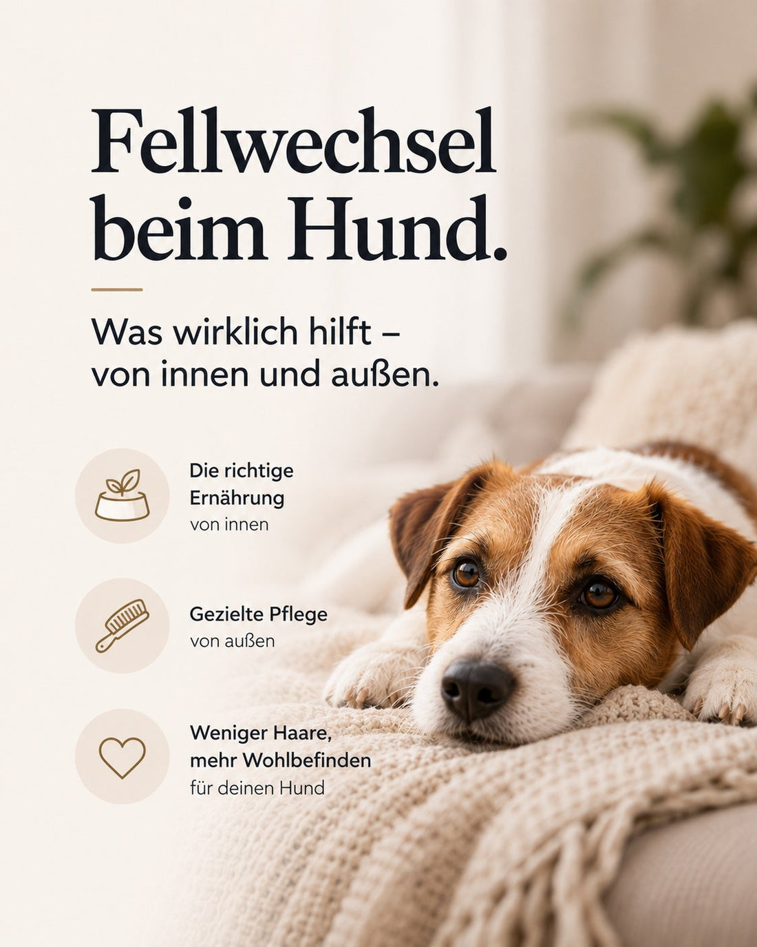 Fellwechsel beim Hund: Was wirklich hilft — von innen und außen