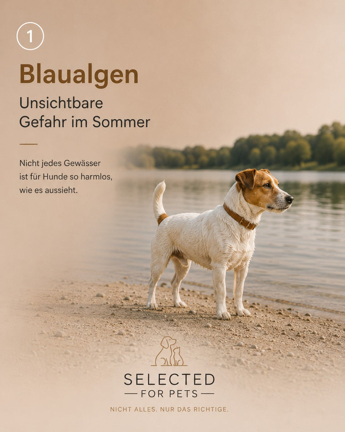 Blaualgen: Warum stehende Gewässer im Sommer für Hunde gefährlich werden können