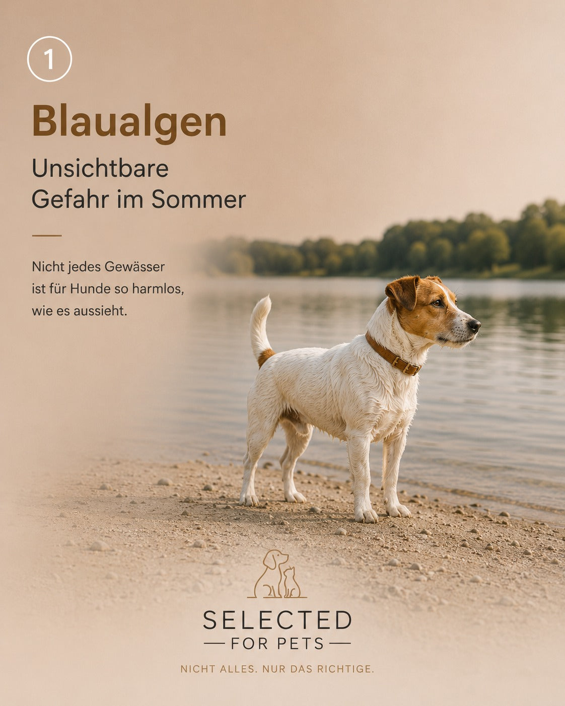 Blaualgen: Warum stehende Gewässer im Sommer für Hunde gefährlich werden können