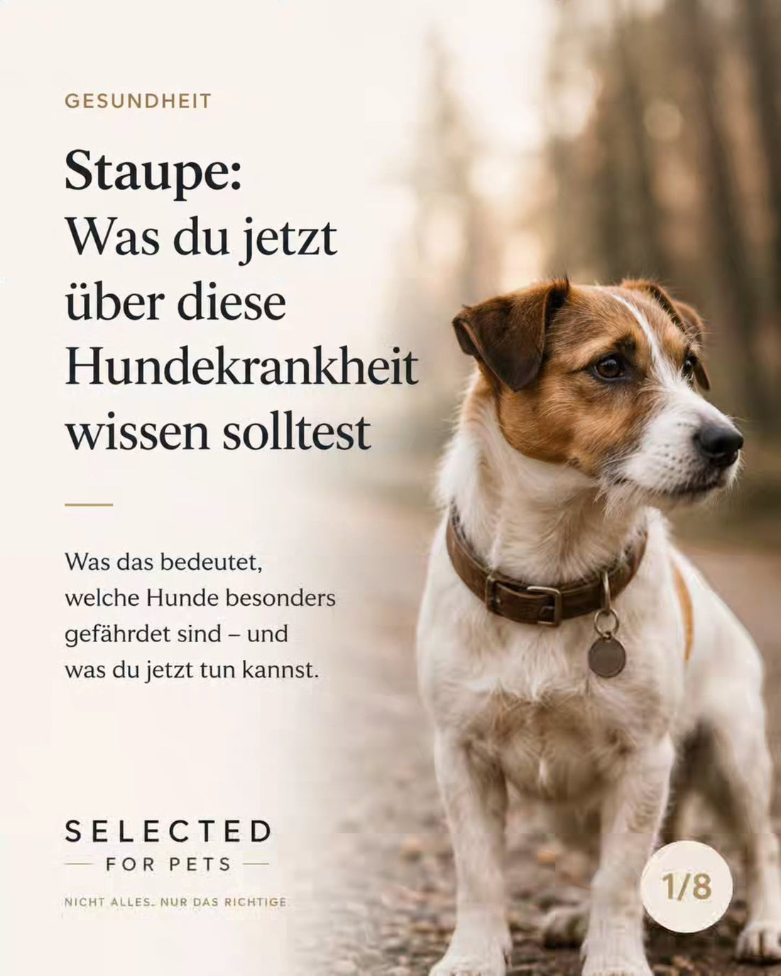 Staupe: Was du jetzt über diese Hundekrankheit wissen solltest