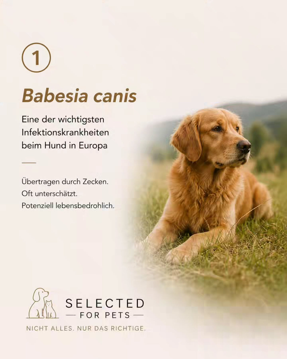 Babesiose beim Hund: Was du nach jedem Spaziergang wissen solltest