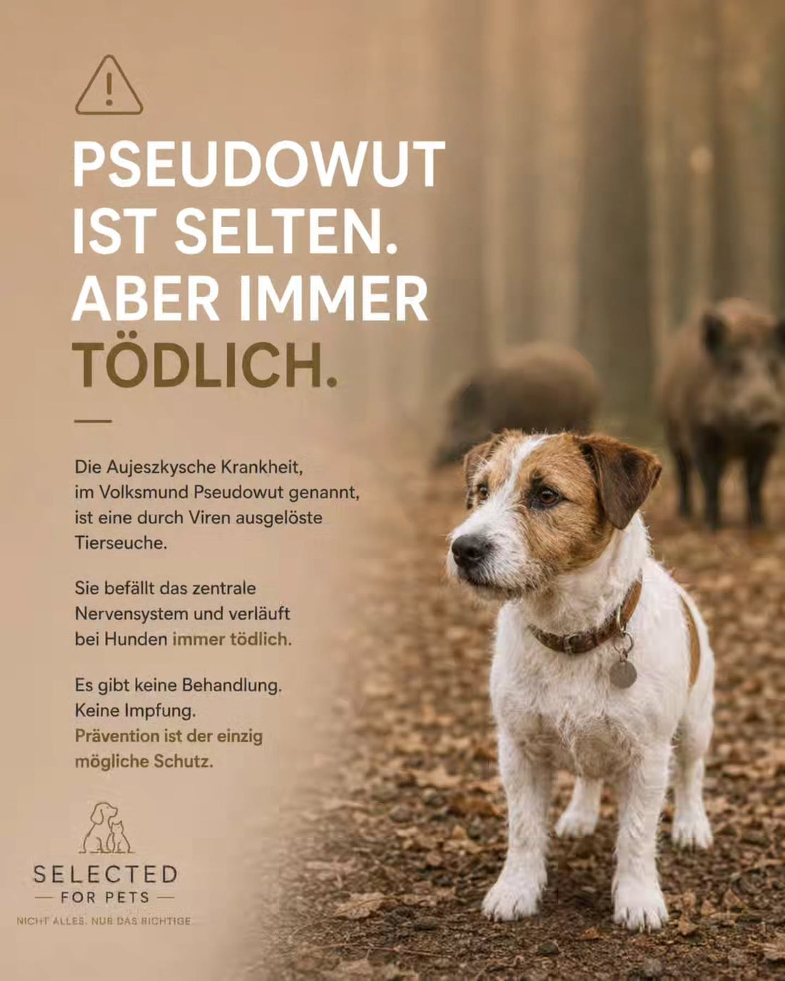 Pseudowut: Was Hundebesitzer über die Aujeszkysche Krankheit wissen müssen