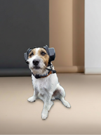 Gehörschutz für Hunde