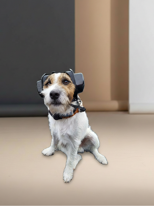 Gehörschutz für Hunde