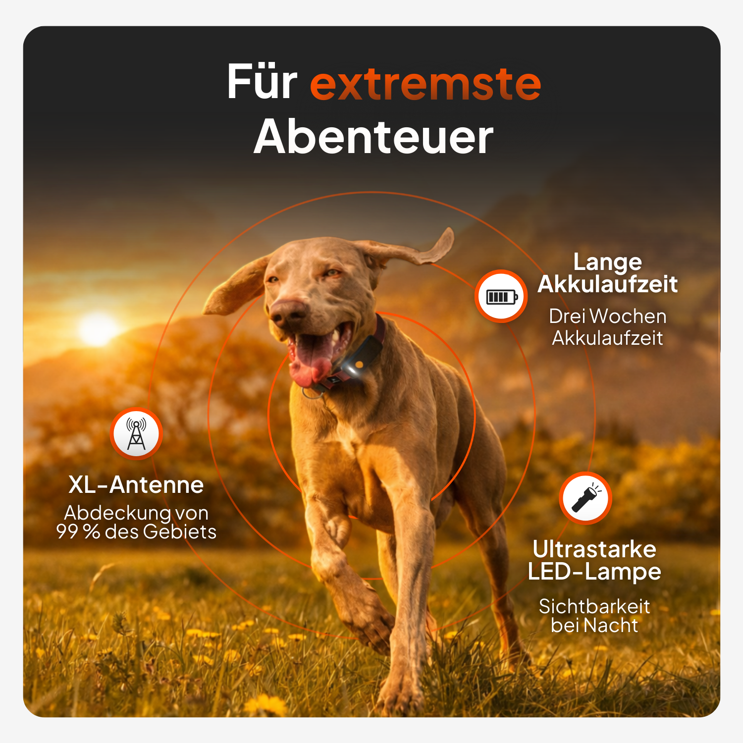 GPS Tracker für große Hunde