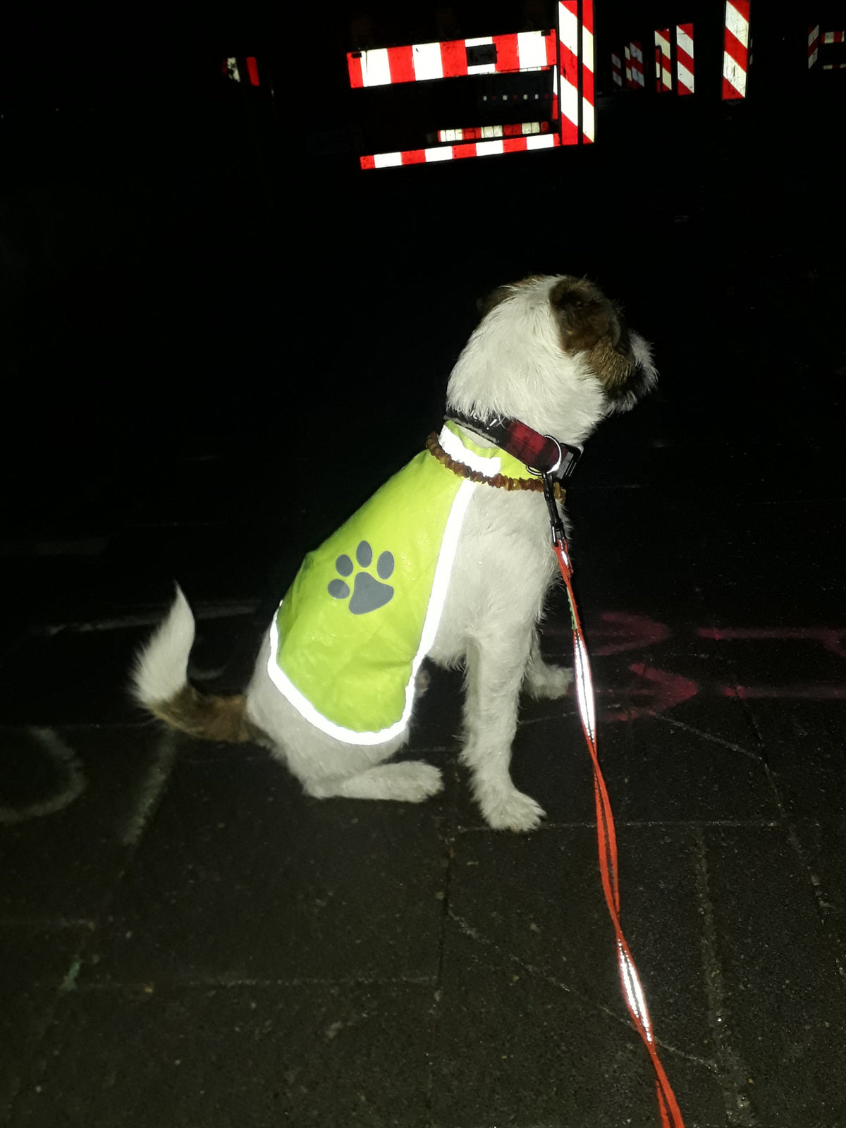 Sicherheitsweste für Hunde