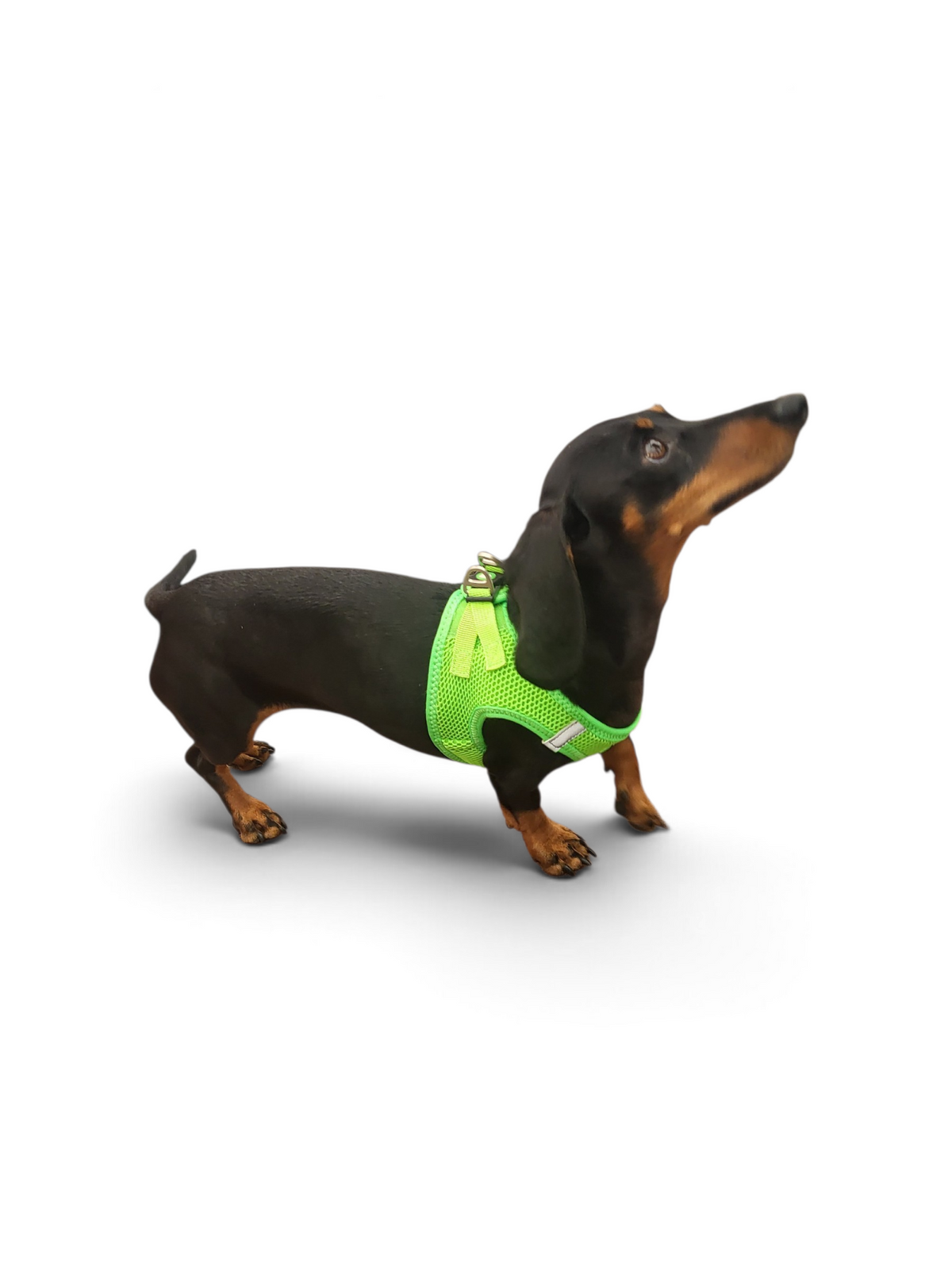 Softgeschirr für Hunde grün