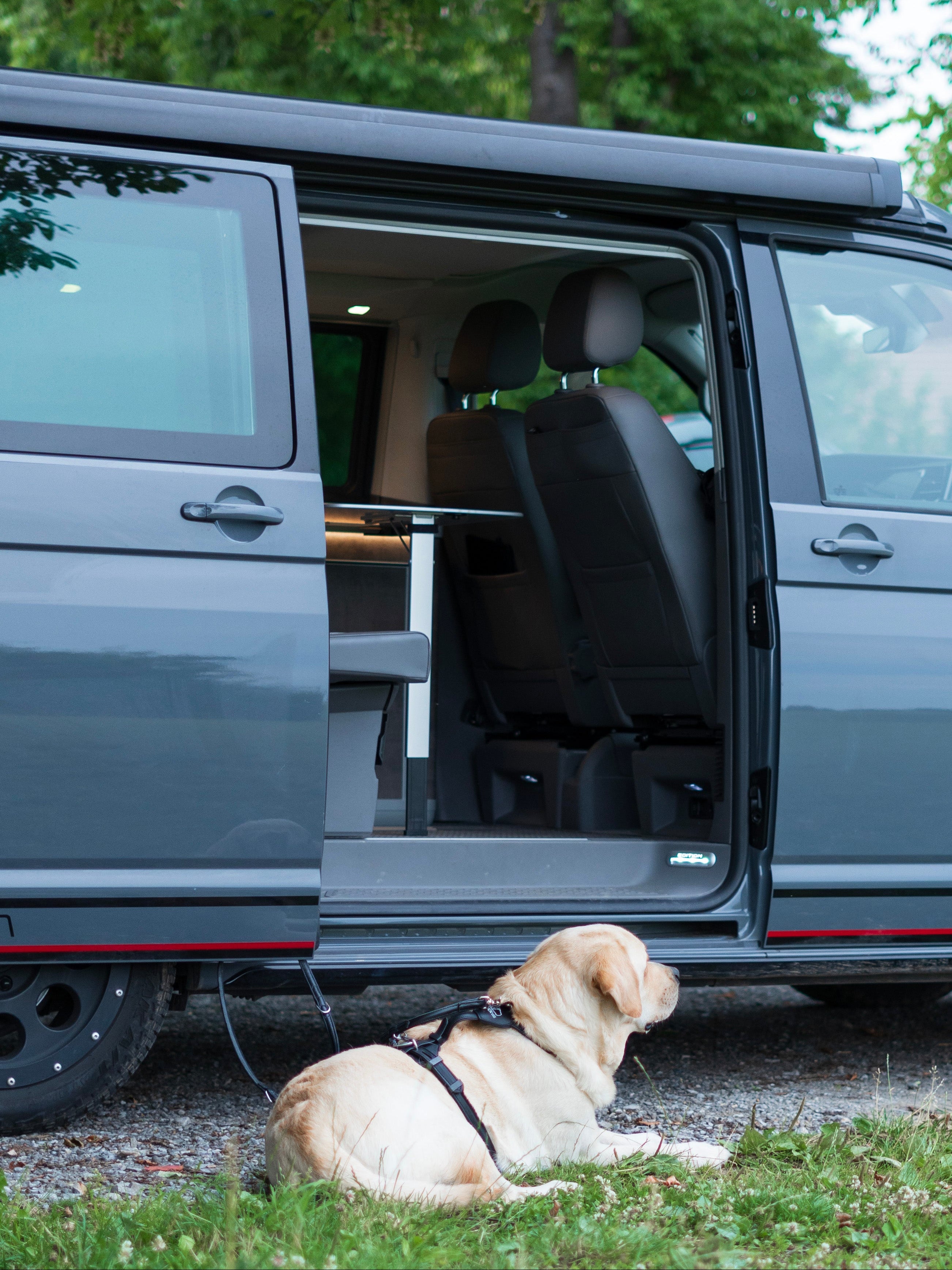diebstahlsicheres Hundegeschirr Camper