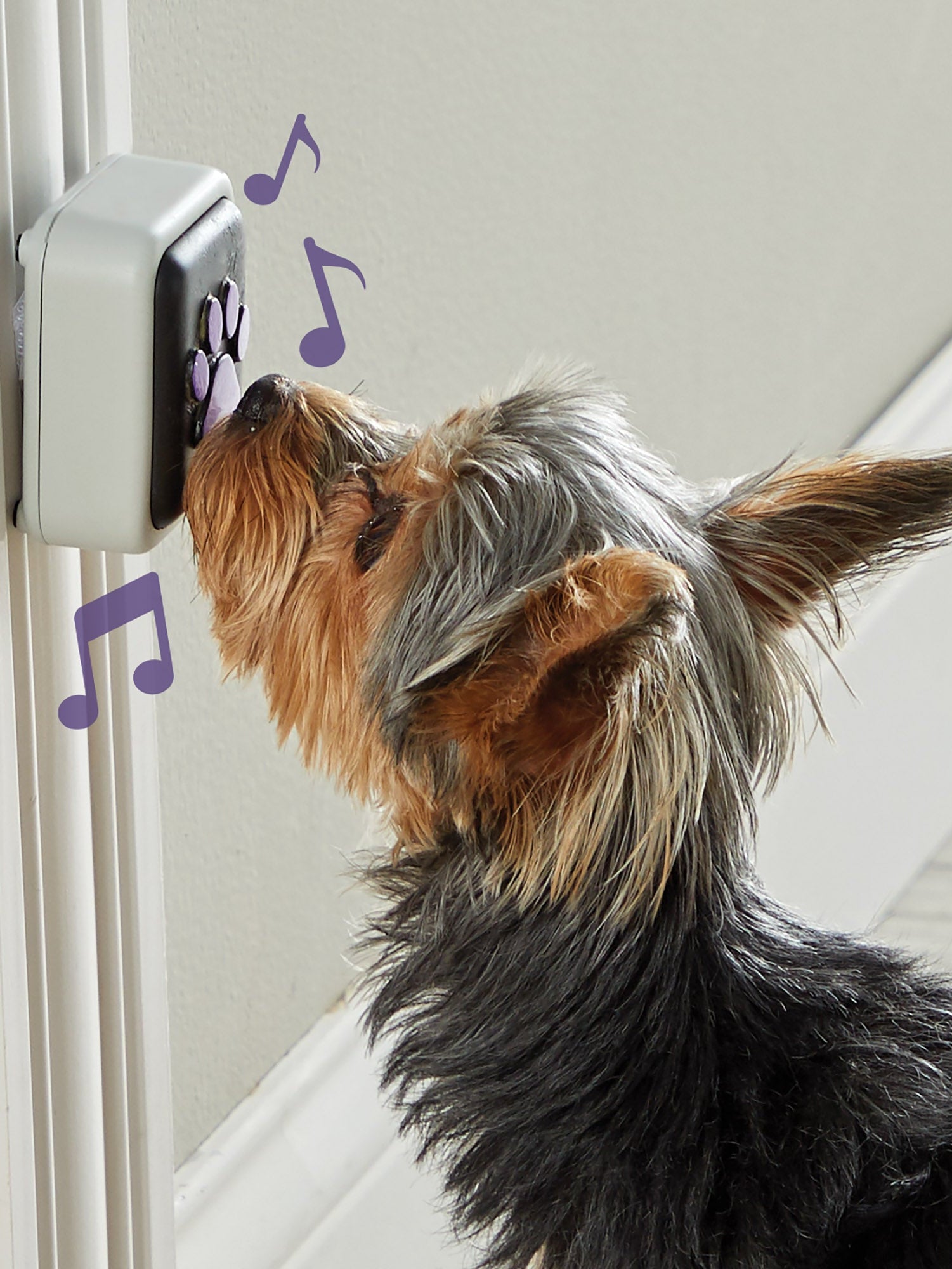 Haustierklingel für Hunde