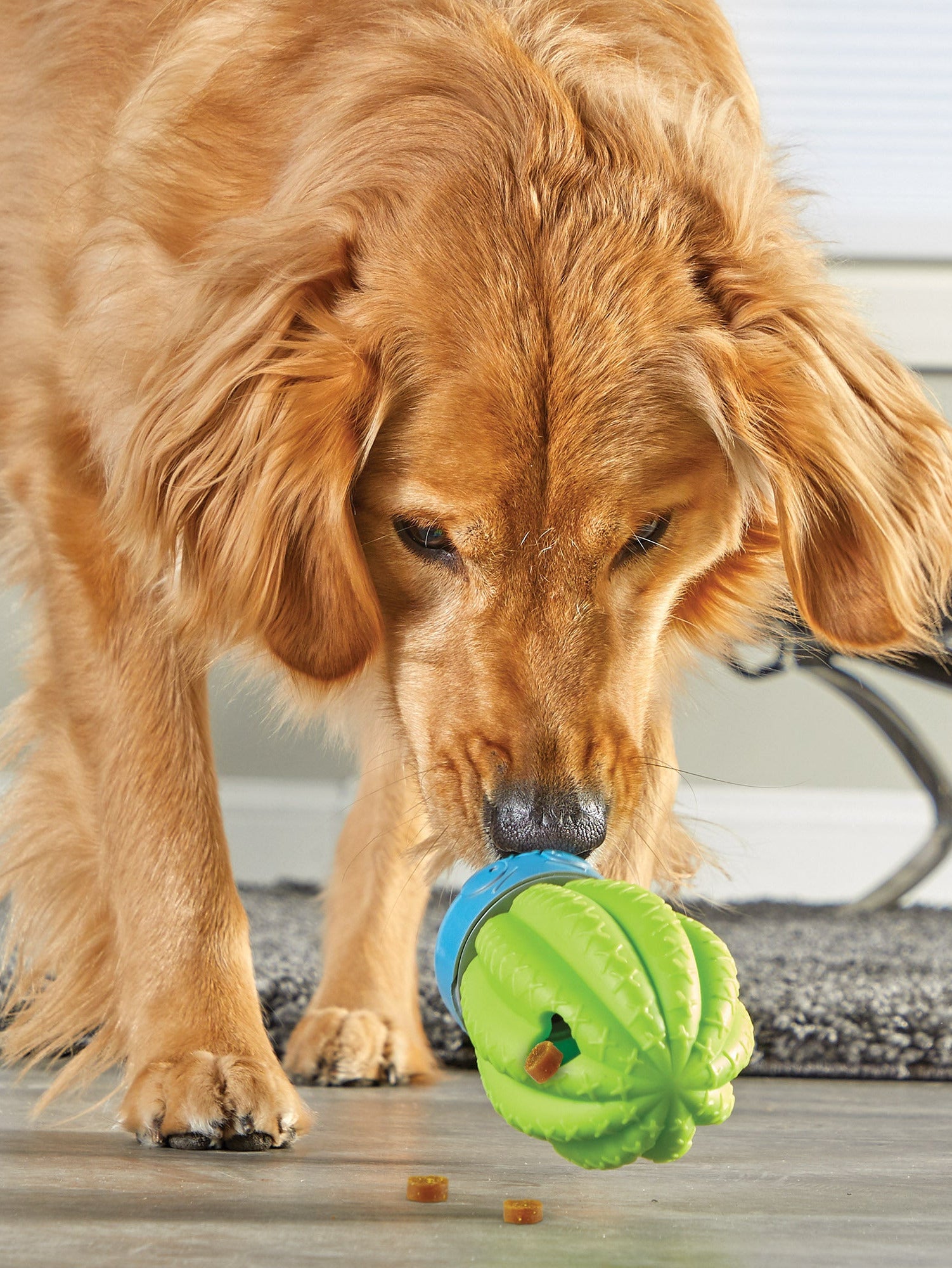 Hundespielzeug Cactus Surprise
