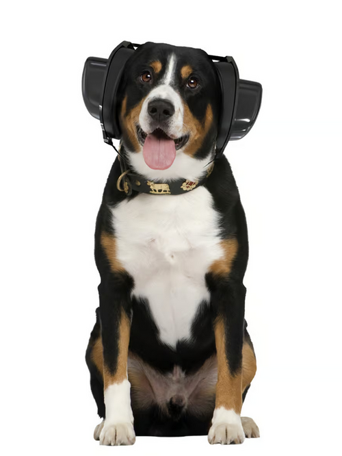 Gehörschutz für Hunde