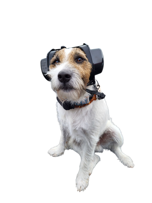Gehörschutz für Hunde