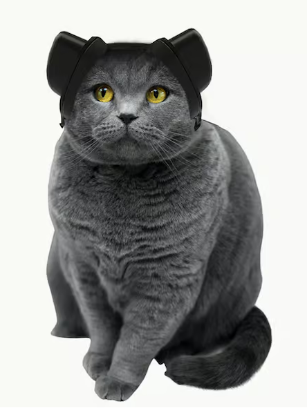 Gehörschutz für Katzen