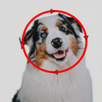 Gehörschutz für Hunde