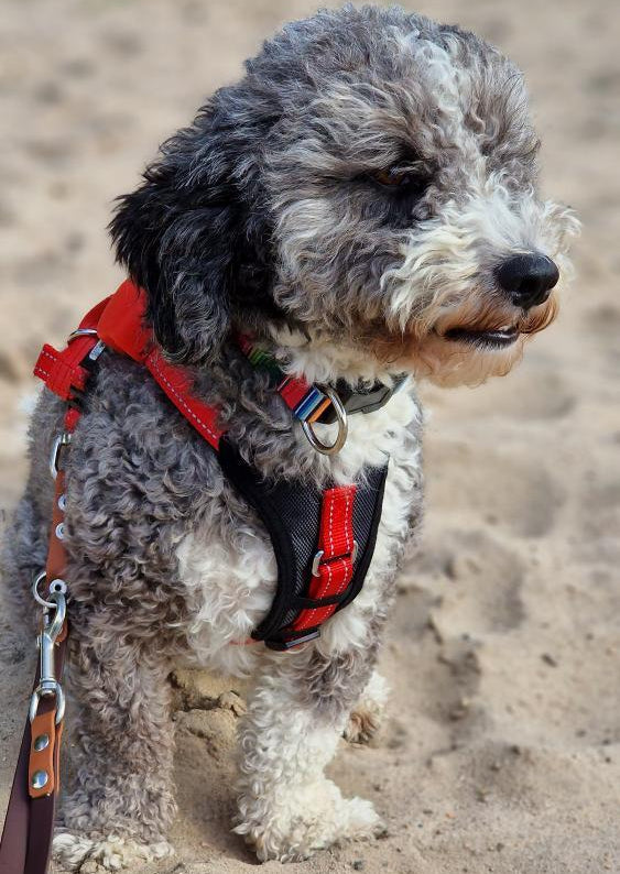 Hundegeschirr mit integrierter Leine