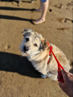 Hundegeschirr mit integrierter Leine