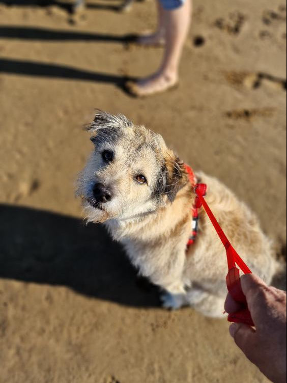 Hundegeschirr mit integrierter Leine