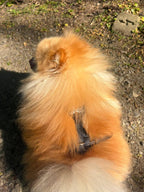 Hundediebstahlsicherung Geschirr und Leine