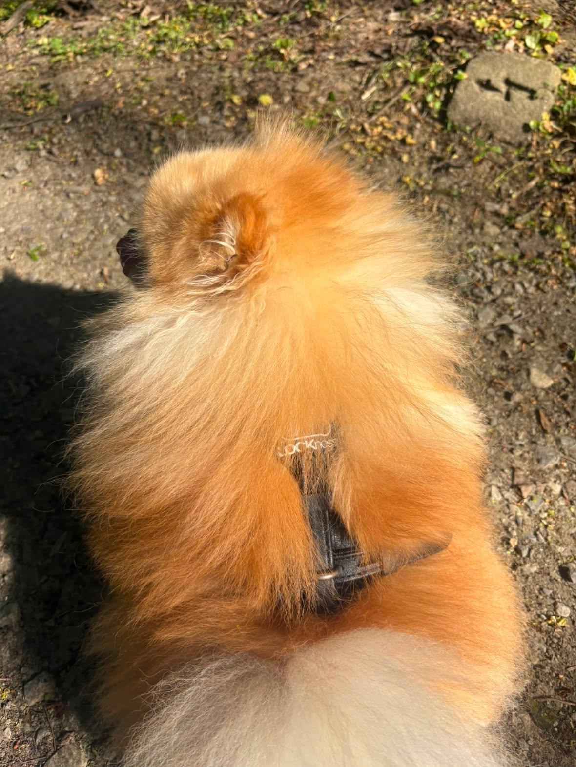Hundediebstahlsicherung Geschirr und Leine