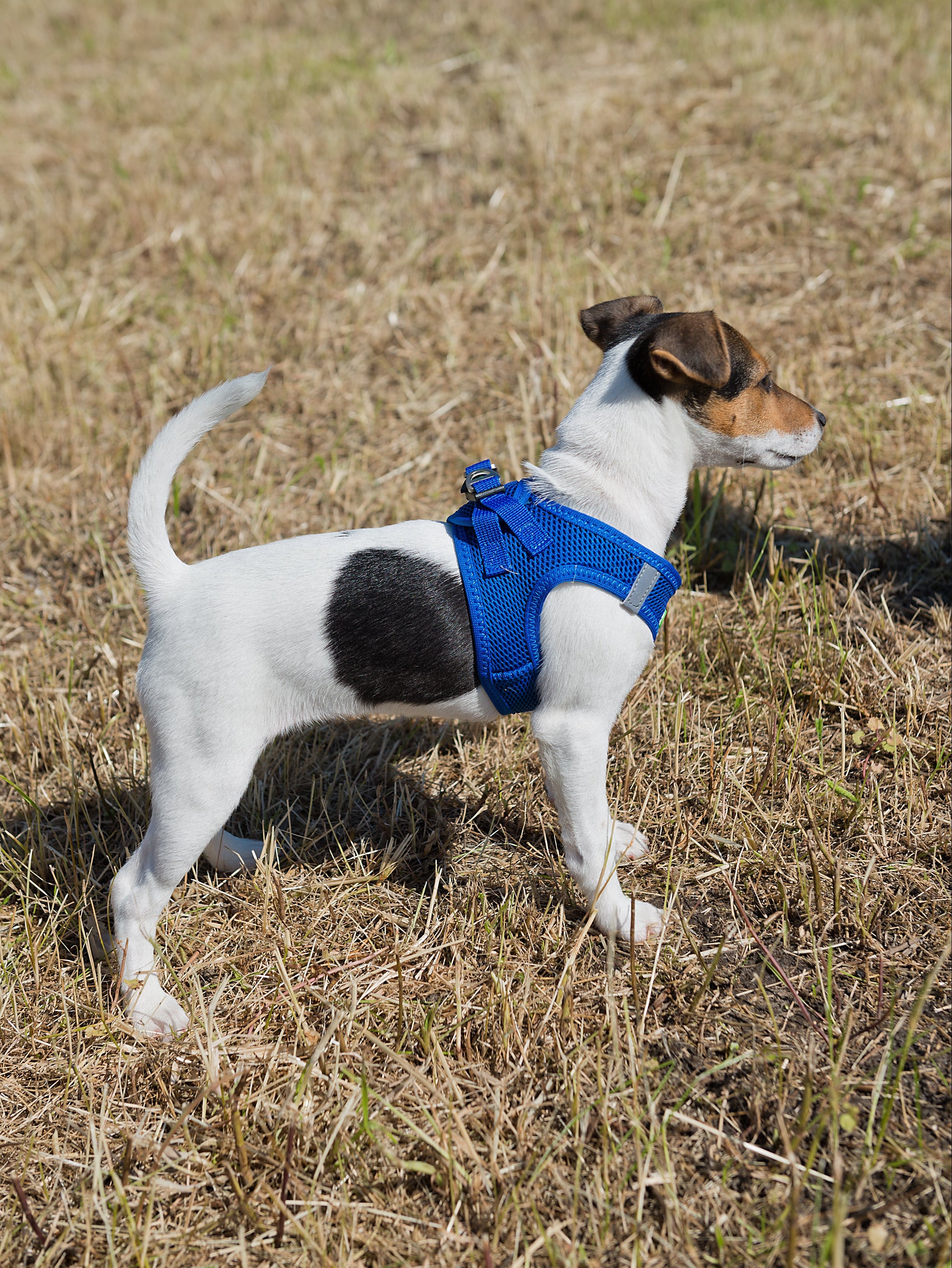 Hundegeschirr kleine Hunde blau