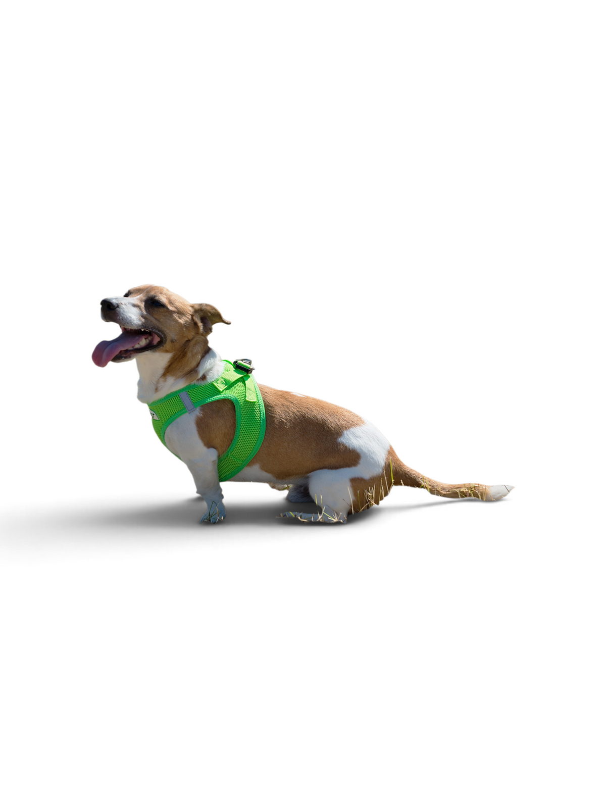 Softgeschirr für Hunde grün