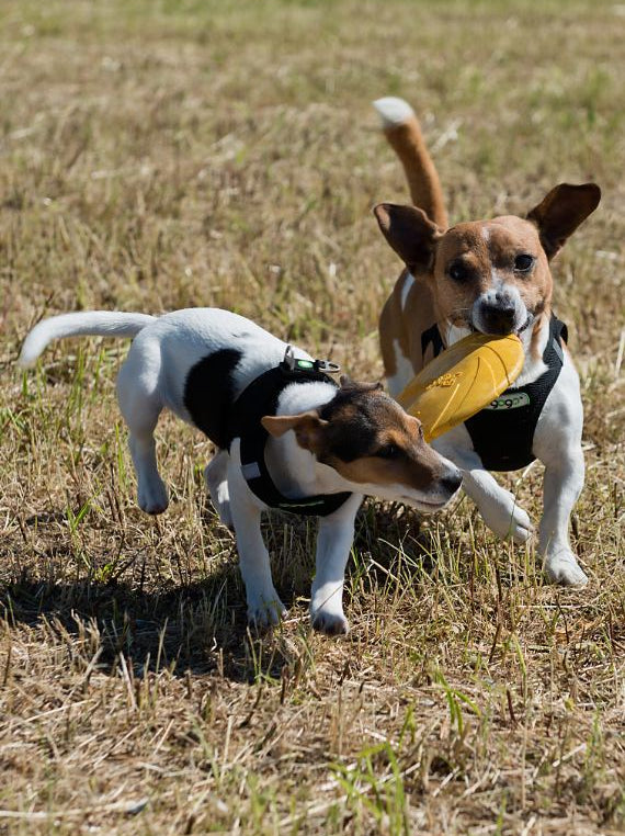 Softgeschirr für Hunde schwarz