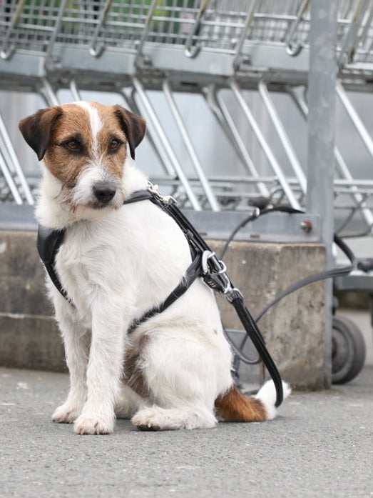 Hundediebstahlsicherung Geschirr und Leine