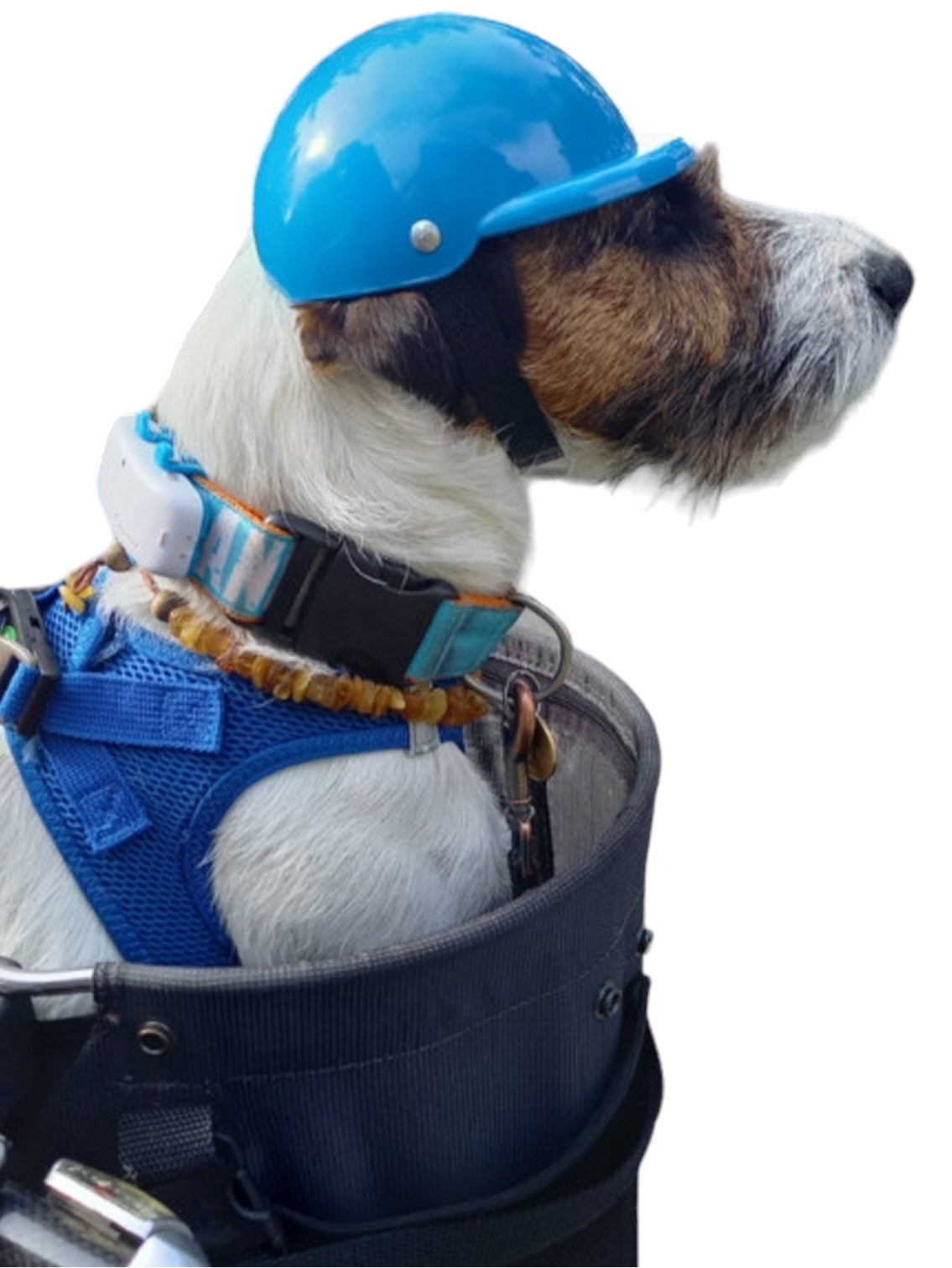 Helm für Hunde