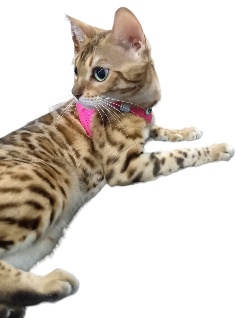 Softgeschirr für Katzen pink