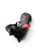 Automatikleine fürs Hundegeschirr