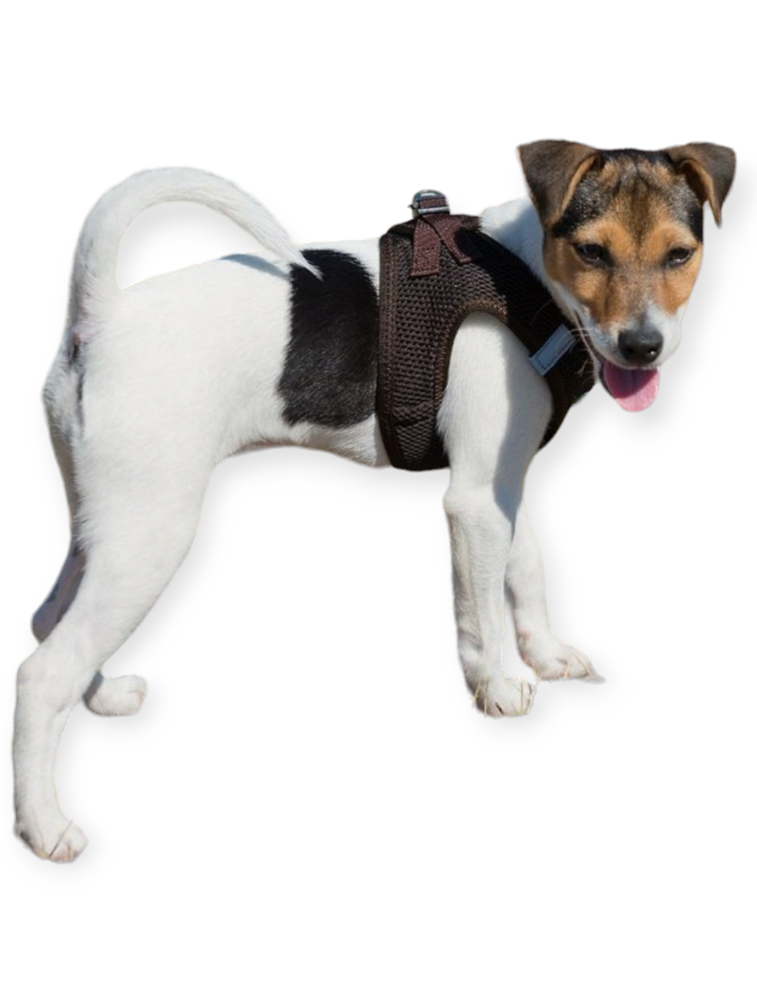 Softgeschirr für Hunde  braun
