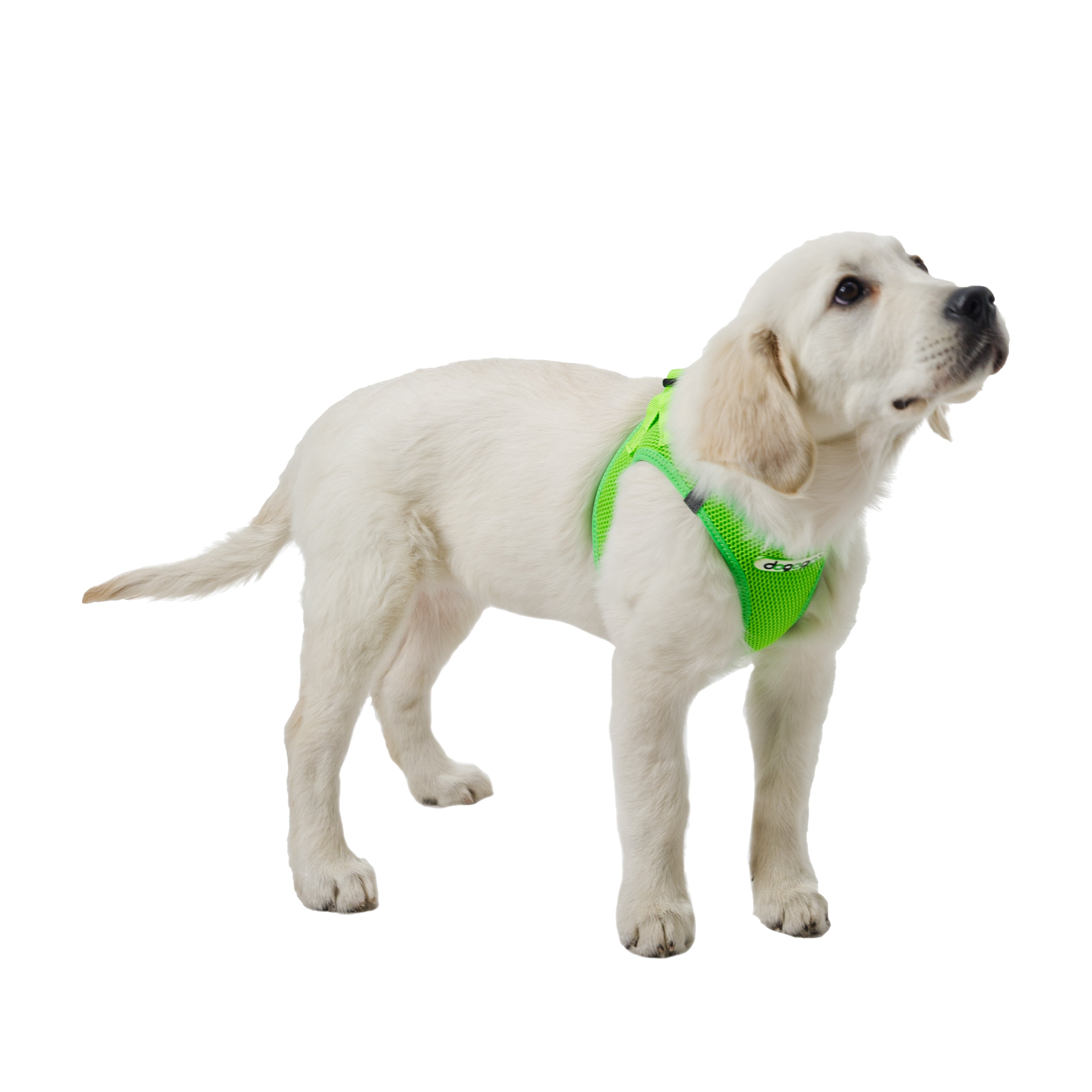 Softgeschirr für Hunde grün