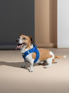 Softgeschirr für Hunde in blau