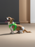 Softgeschirr für Hunde grün
