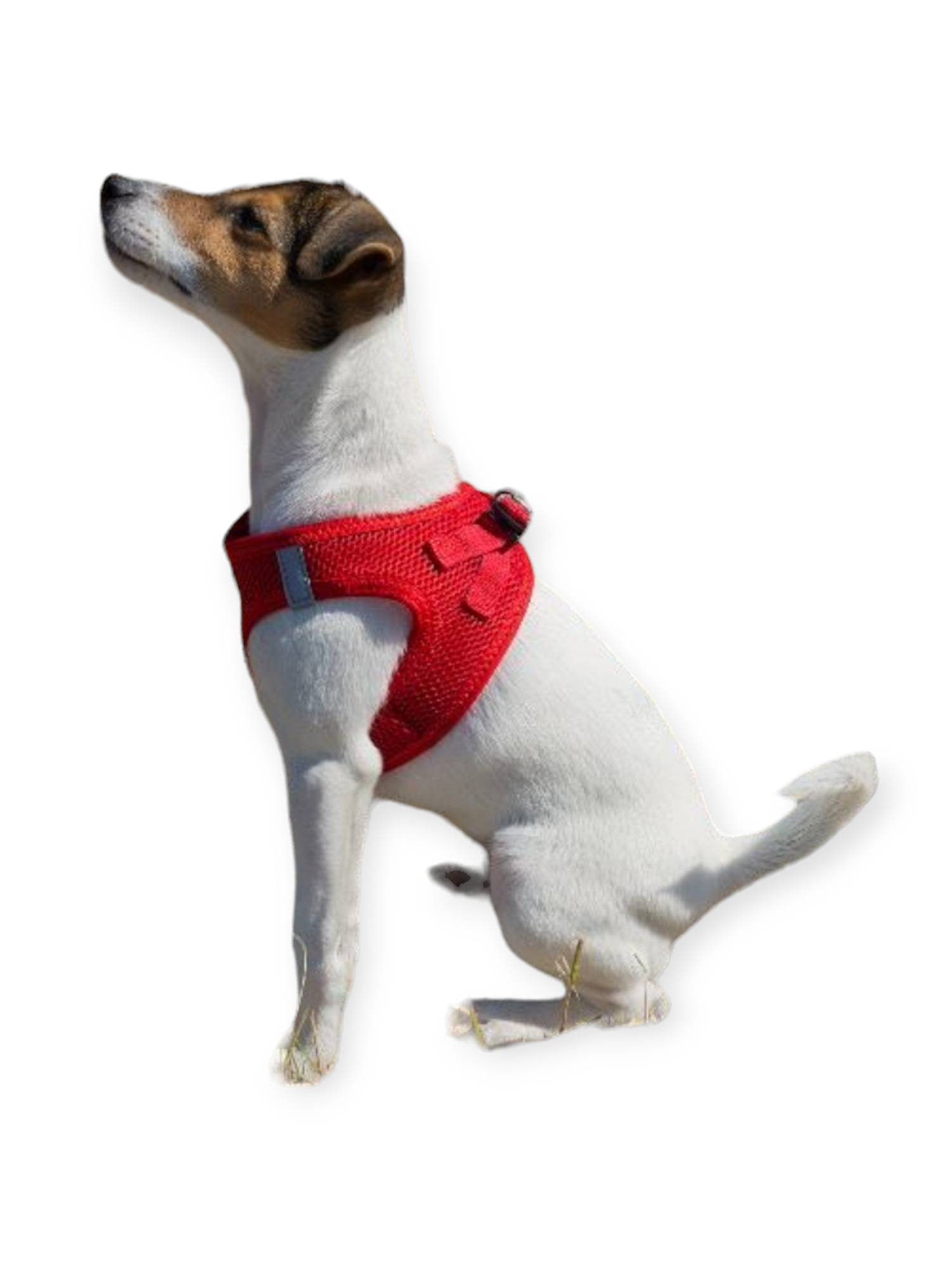 Hundegeschirr kleine Hunde rot
