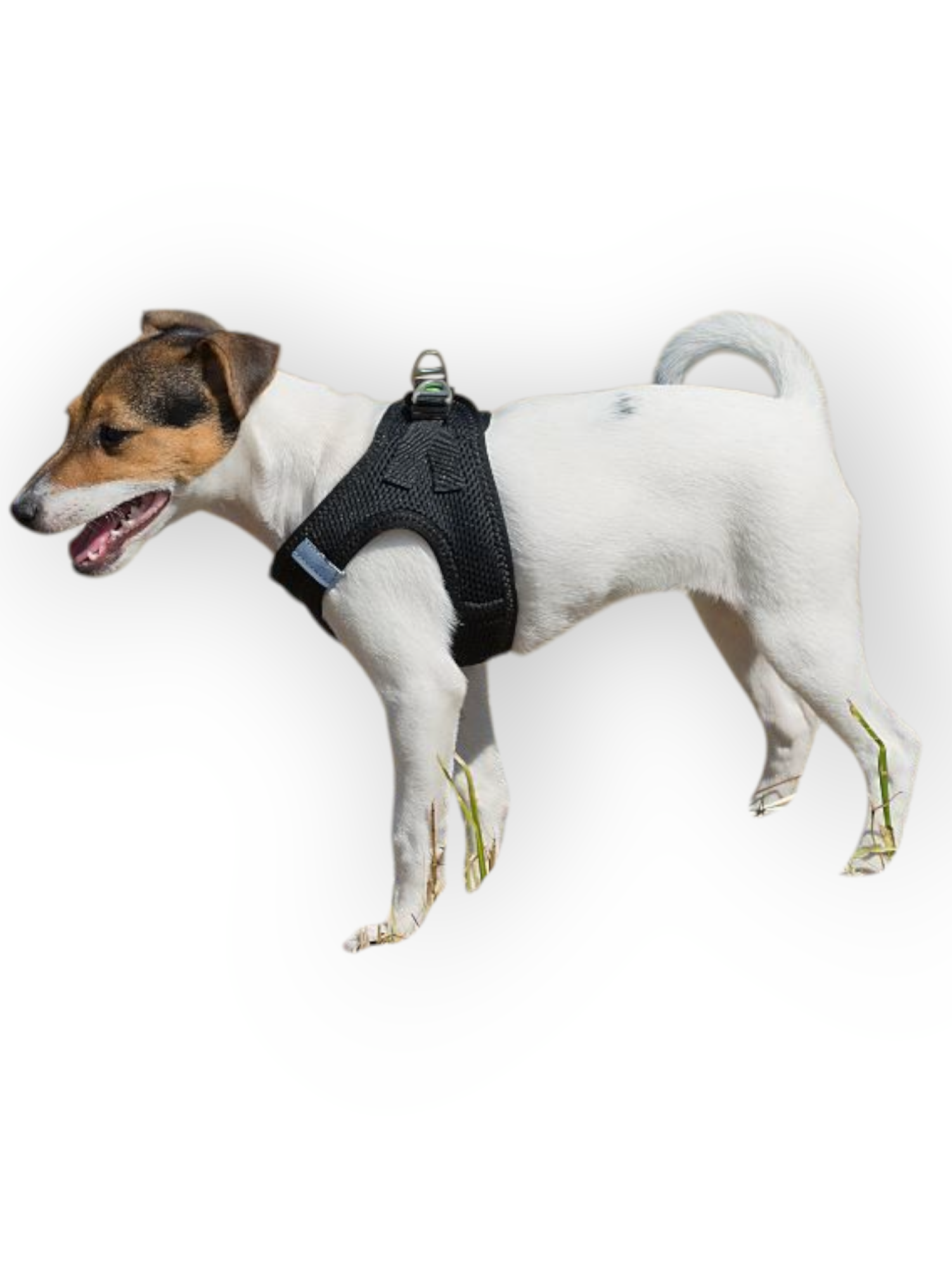 Softgeschirr für Hunde schwarz