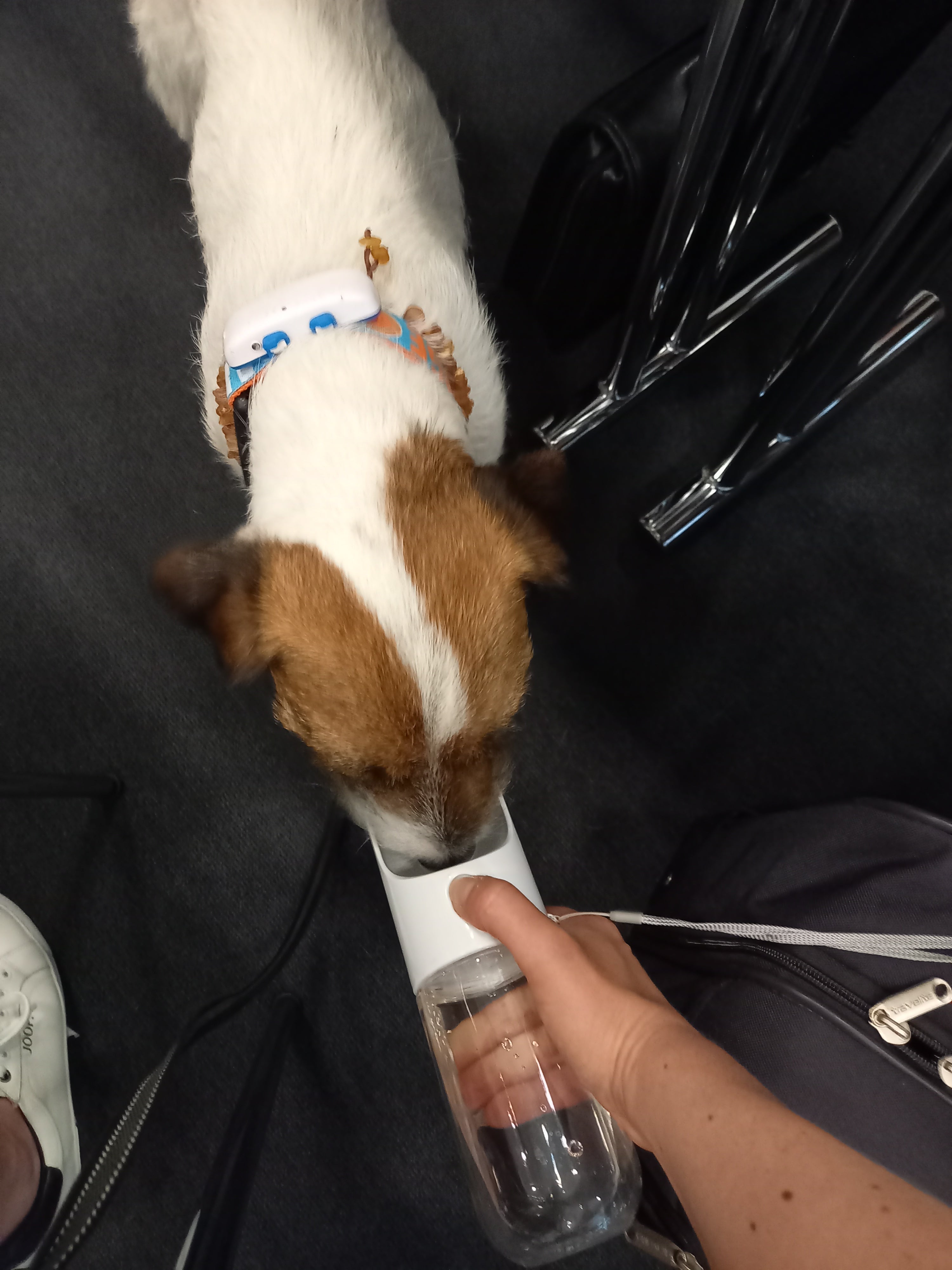 Trinkflasche für Hunde