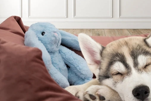 Cozy Dog Bunny Hundespielzeug