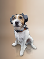 Gehörschutz für Hunde