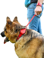 Halsband mit integrierter Leine groß