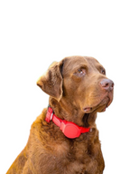 brauner Hund mit doddle for dogs Halsband rot L