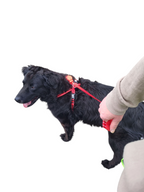 Hundegeschirr mit integrierter Leine groß