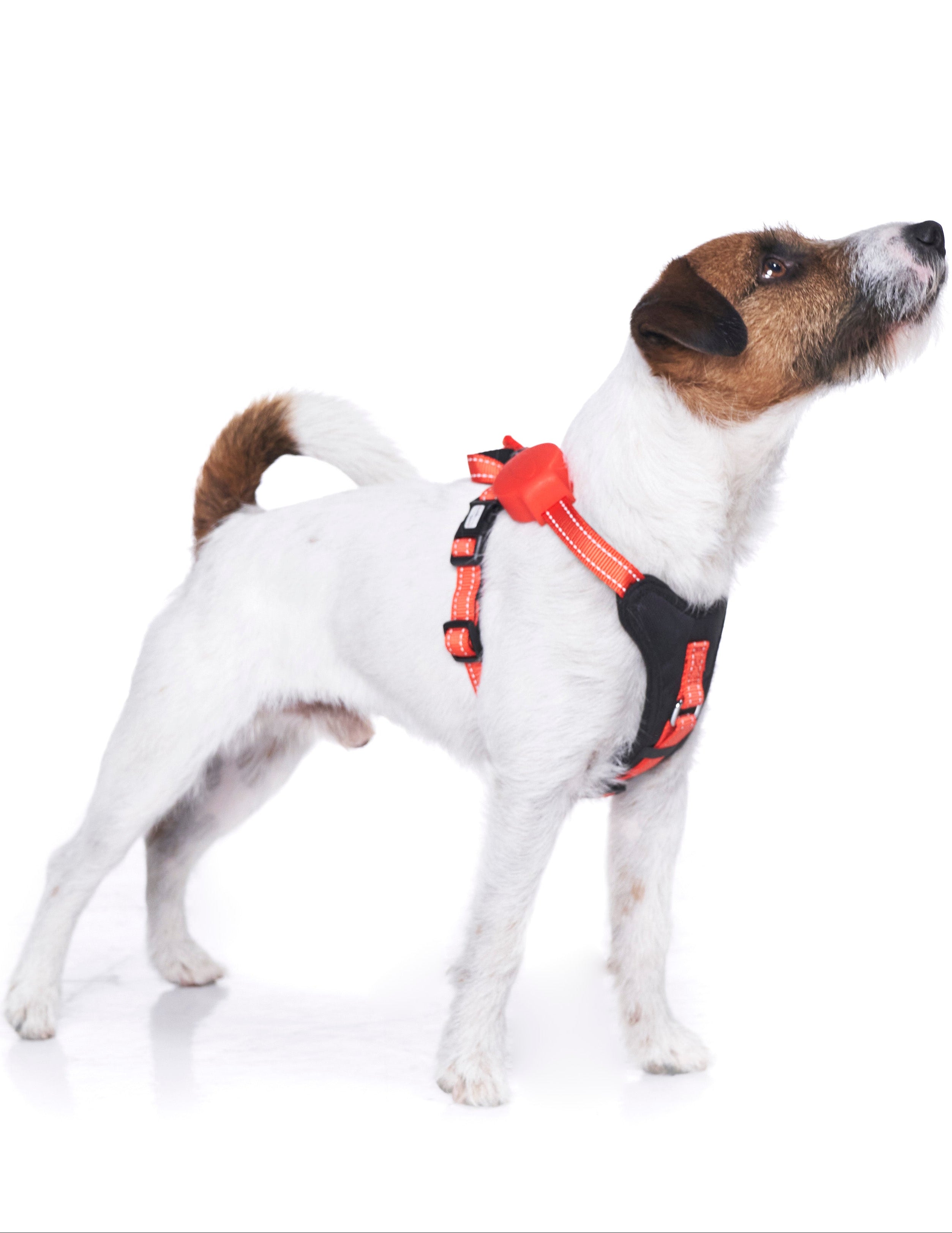 Hundegeschirr mit integrierter Leine