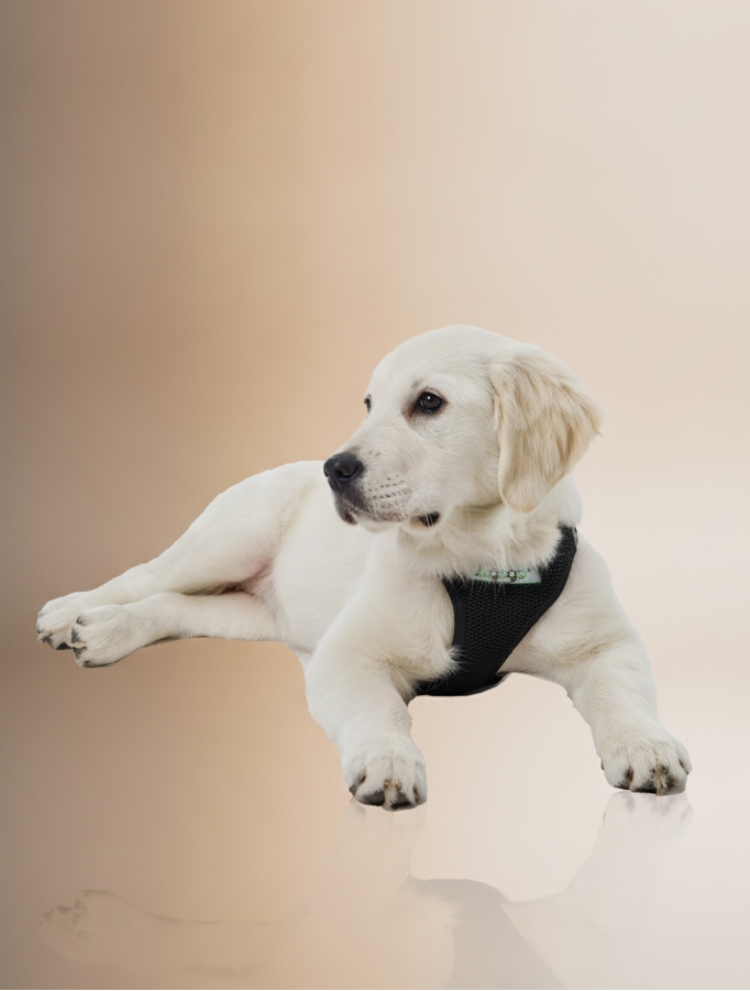 Softgeschirr für Hunde schwarz