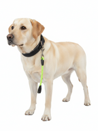 Hundekurzführer ohne Handschlaufe