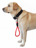 Hundekurzführer mit Handschlaufe